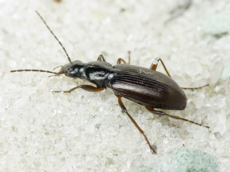 Agonum micans (Nicolai, 1822)